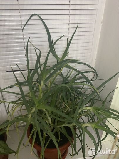 Алоэ лечебный