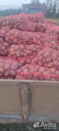Продам картофель
