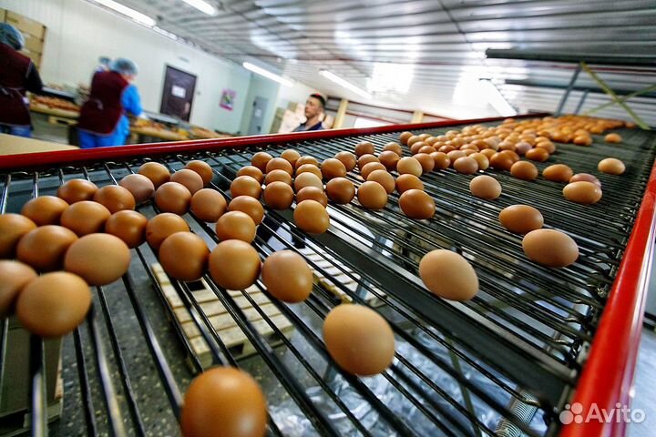 Упаковщики с проживанием п.Куженер