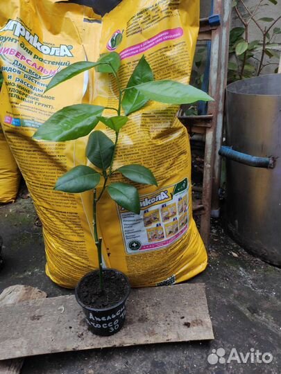 Мандарины, апельсины, лимоны