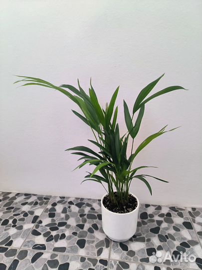 Пальма арека дипсис