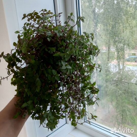 Коллизия -домашнее растение