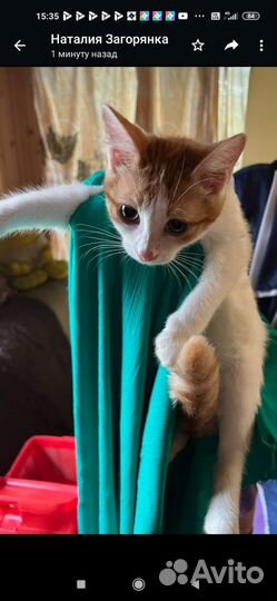 Рыже-белый котенок девочка в дар 2 мес