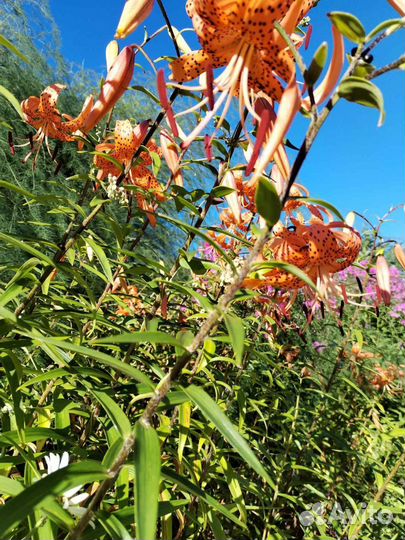 Лилии луковицы