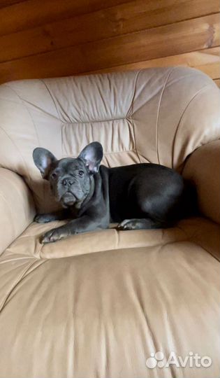 Французский бульдог девочки