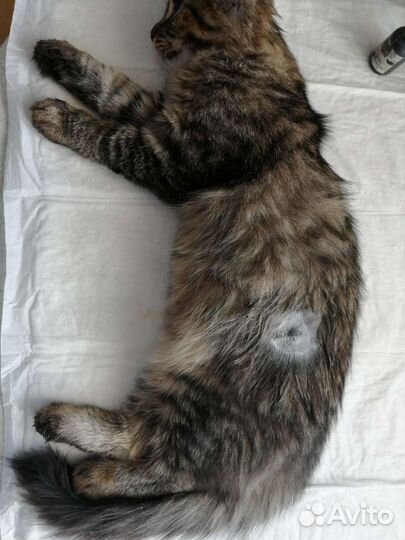 Льготная кастрация и стерилизация