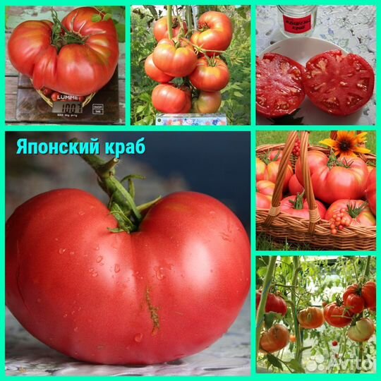 Рассада томатов для теплиц