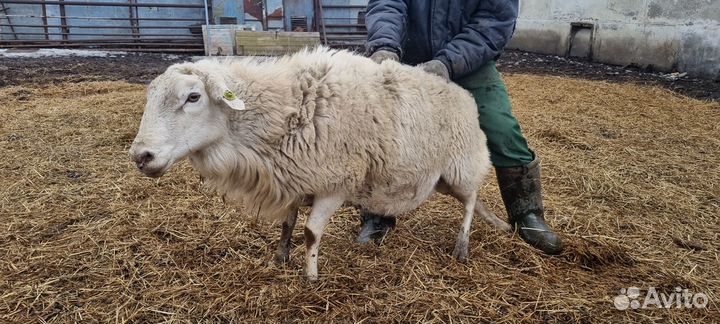 Овцы бараны катумские