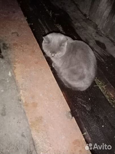 Отдам бесплатно