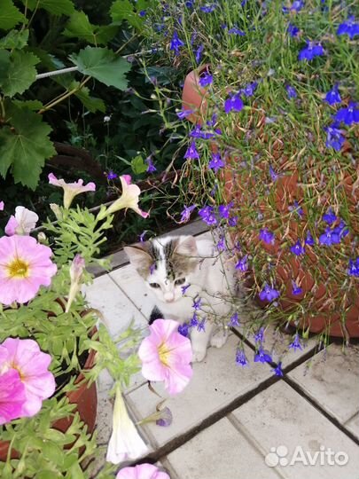 Котята отдам в добрые руки бесплатно