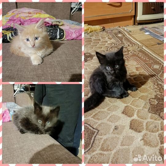 Отдам в добрые руки