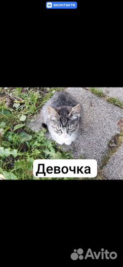 Котята