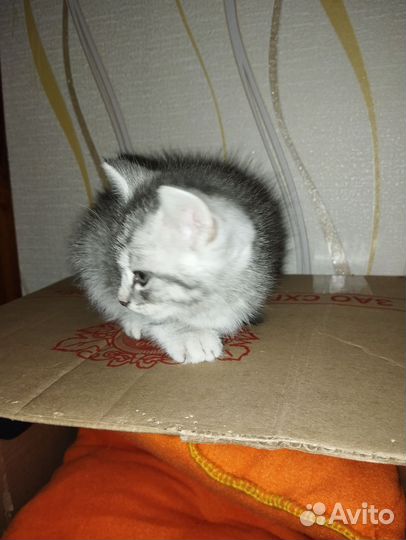 Шотландский котик