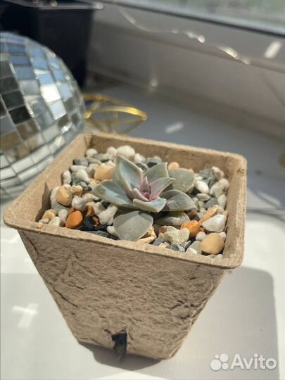 Суккуленты