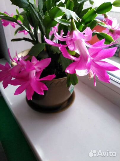 Декабристы сортовые