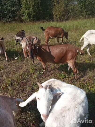 Англо нубийские козы