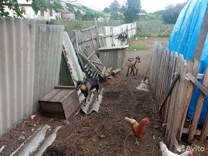 Козлята, 2,5 месяцев от роду. 3 штуки. 1 коз6 м