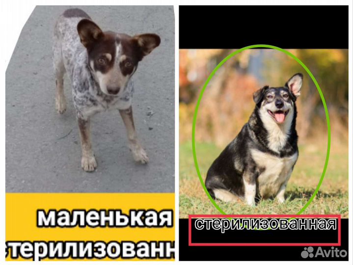 Щенки собачки