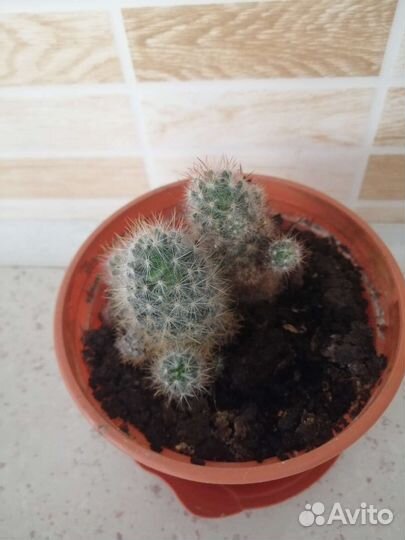 Кактусы и суккуленты