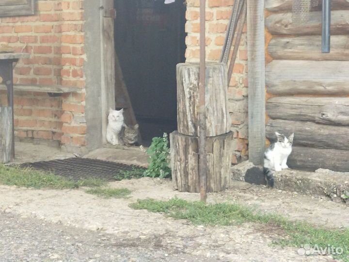 Котята в добрые руки бесплатно