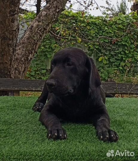 Щенки лабрадора. Все окрасы. Питомник
