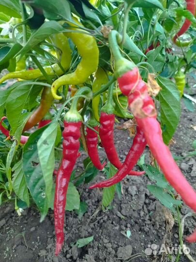 Перчик острый