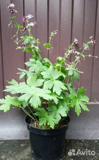 Теневыносливые красивые растения: горянка,астильба