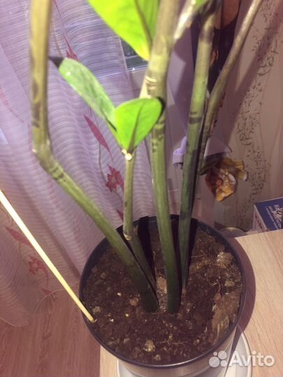 Замеакулькас