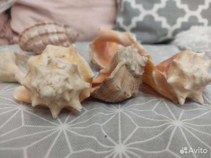 Морские ракушки