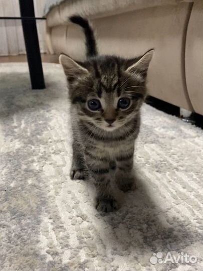 Котята бесплатно