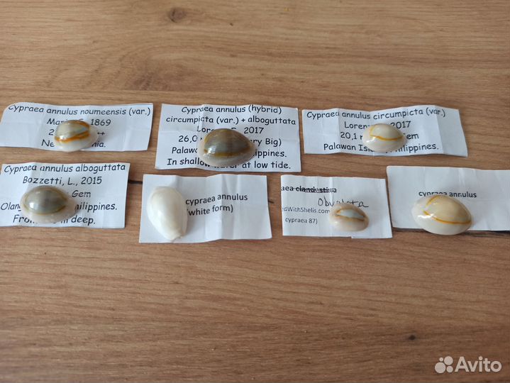 Морские раковины