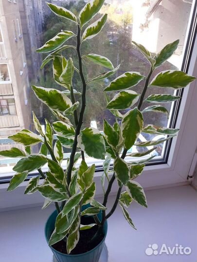 Комнатные растения