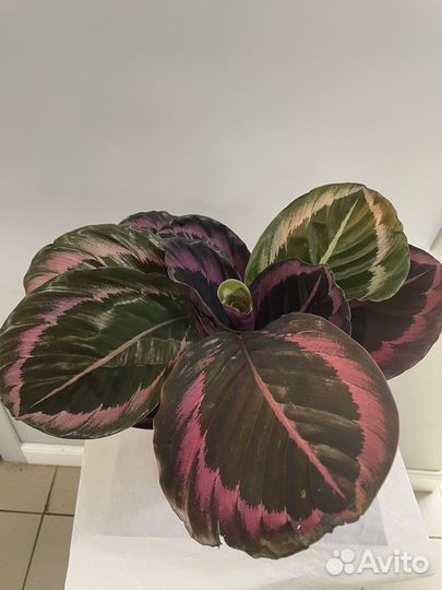 Комнатные растения цветы