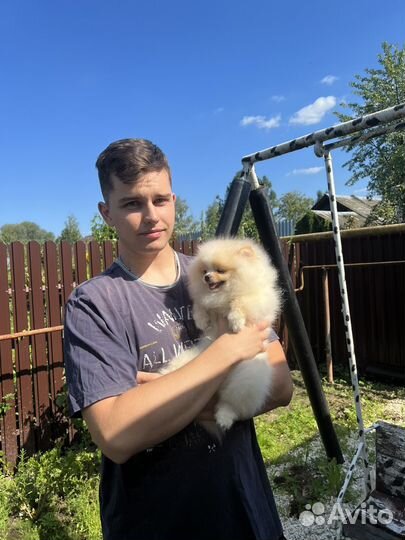 Померанский шпиц мини