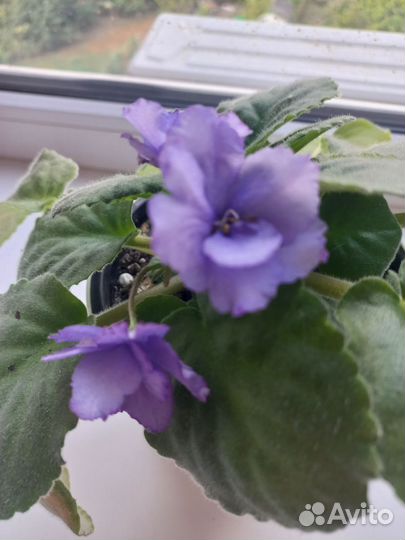 Фиалка в горшках