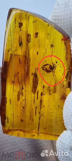 Янтарь с крупным пауком