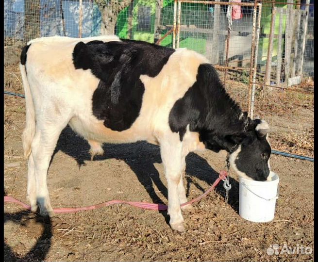 Корова и быки