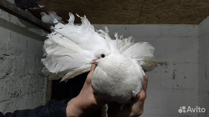 Голуби павлины