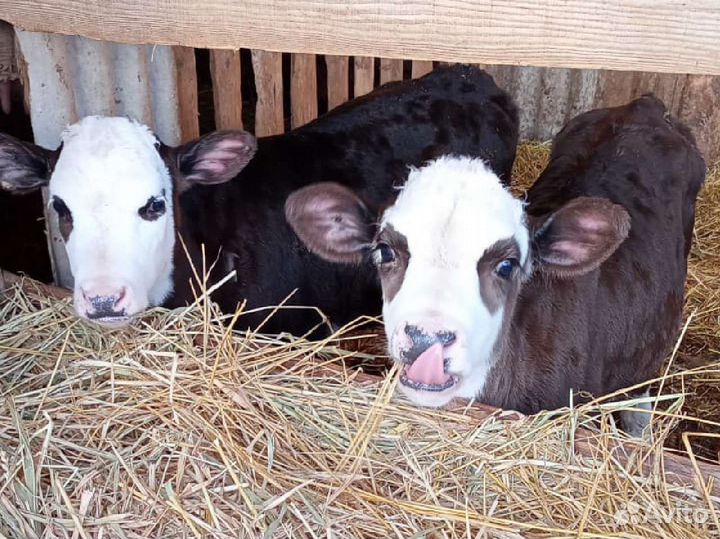 Бычки на откорм