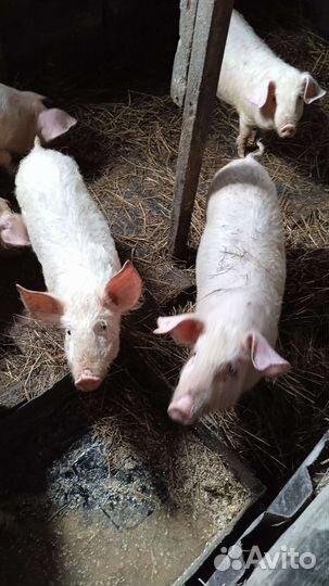 Поросята ландрас