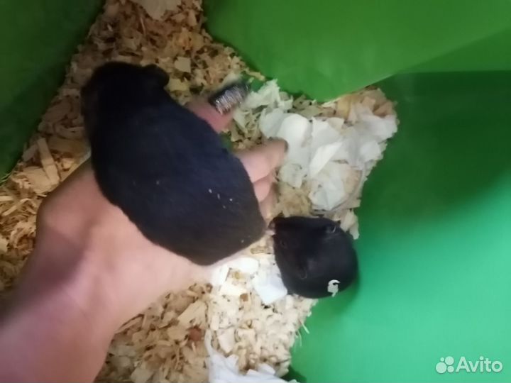 Хомяки сирийские