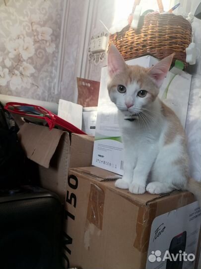 Котята мейн-кун