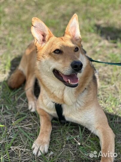 Айва грустит в приюте