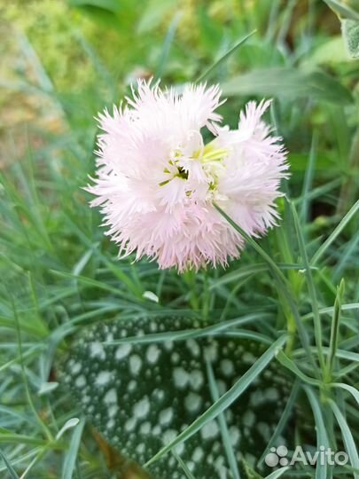 Цветы многолетники