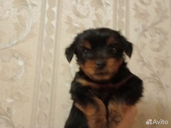 Йоркширский терьер щенки