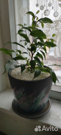 Комнатные цветы(Фикус и Мирт)
