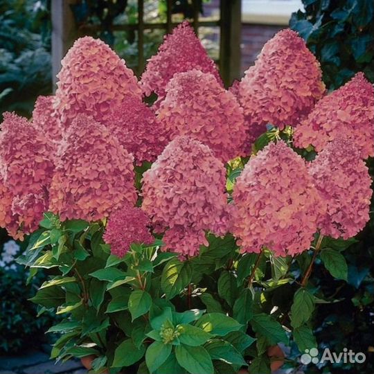 Красные,бордовые и др. сорта