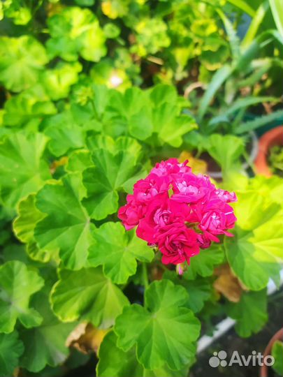 Комнатные цветы герань