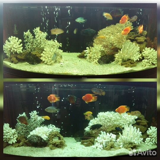 Обслуживание чистка аквариума