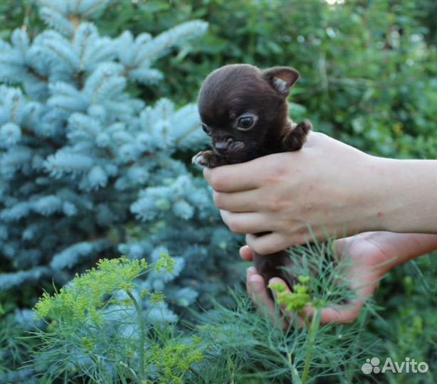 Щенки чихуахуа